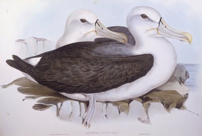 Schuwe albatros (Diomedea of Thalassarche cauta), Gravure door John Gould door John Gould