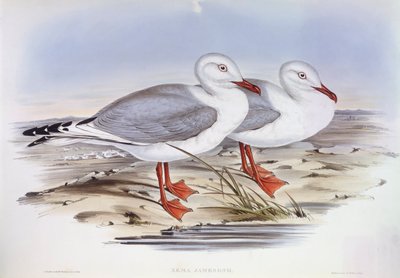Zilvermeeuw (Larus novaehollandiae), gravure door John Gould door John Gould