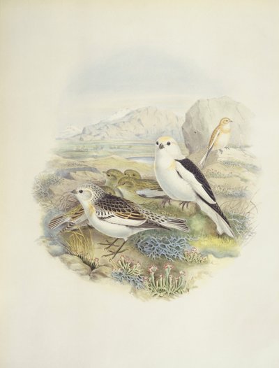 Sneeuwgors (Plectrophenax nivalis), illustratie door John Gould
