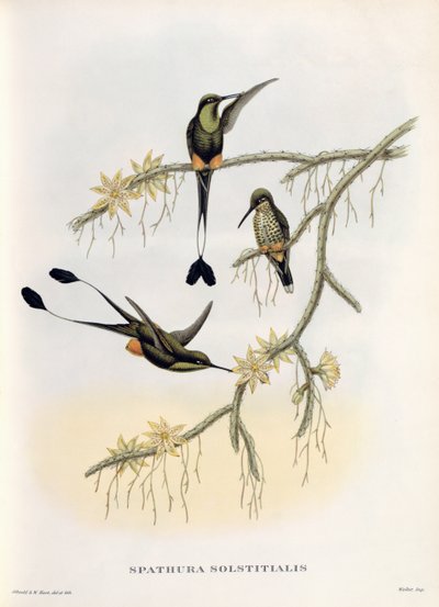 Spathura Solstitialis door John Gould