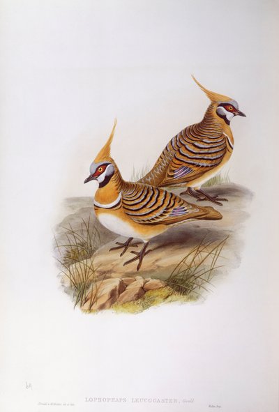 Spinifexduif (Lophophaps of Geophaps plumifera leucogaster), gravure door John Gould door John Gould