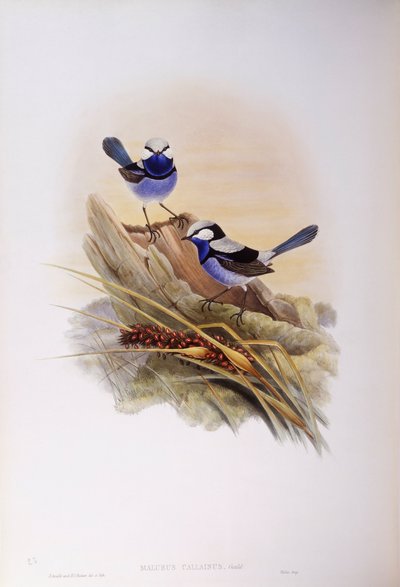 Prachtige elfje (Malurus splendens), gravure door John Gould door John Gould