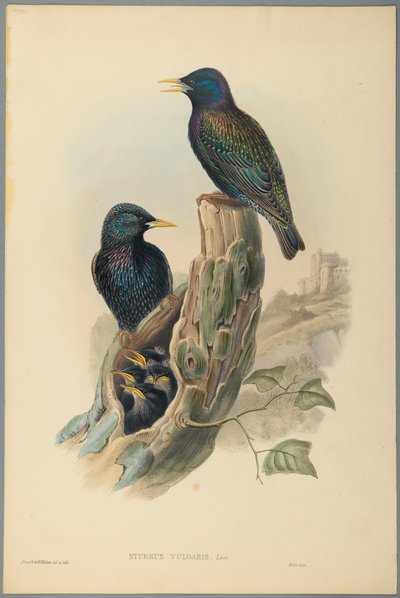 Spreeuw: Sturnus Vulgaris (Linn) door John Gould