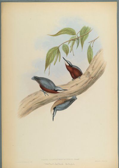 Stila Castaneoventris, Kastanjebuikboomklever door John Gould