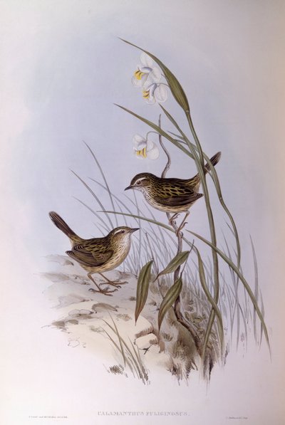 Gestreepte calamanthus (Calamanthus fuliginosus), Gravure door John Gould door John Gould