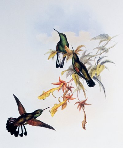 Streepjestaartkolibrie (Eupherusa eximia), gravure uit Monograph of Trochilidae or Humming Birds (1849-1861), door John Gould (1804-1881), Verenigd Koninkrijk door John Gould