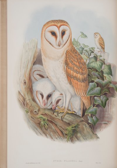 Strix Flammea, plaat uit The Birds of Great Britain door John Gould, 1862-73 door John Gould