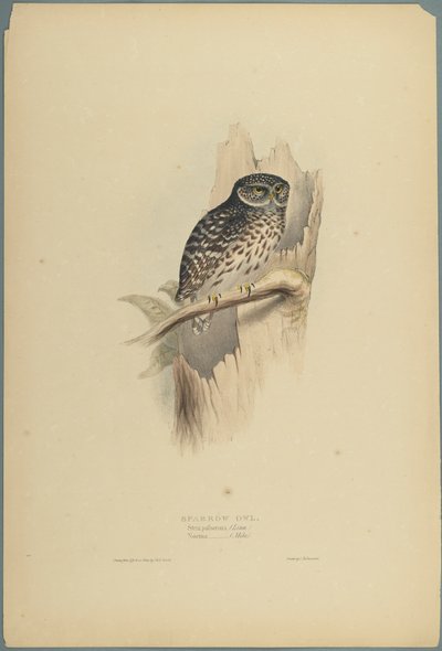 Strix Pafsernia - Bosuil door John Gould