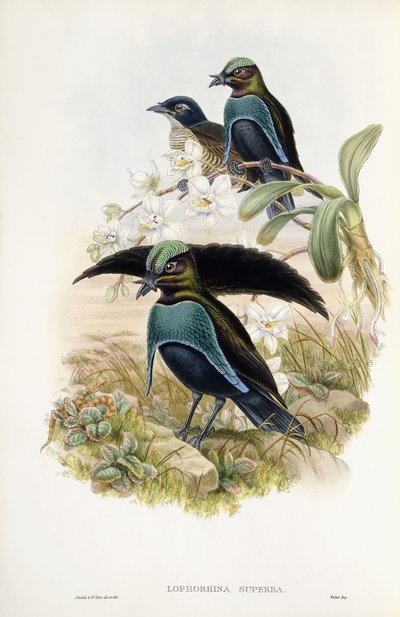 Superb paradijsvogel door John Gould
