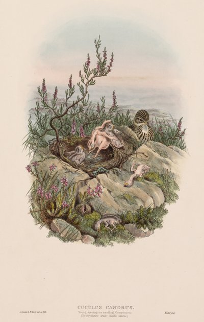 De vogels van Groot-Brittannië: Cuculus canorus door John Gould