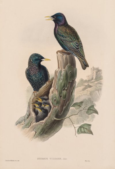 De vogels van Groot-Brittannië: Sturnur vulgaris door John Gould