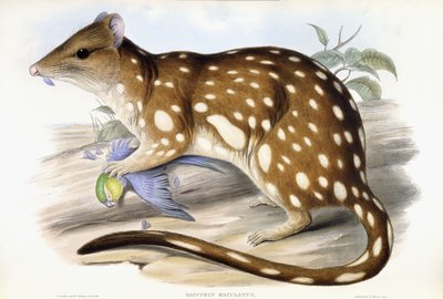 Tijger Quoll door John Gould