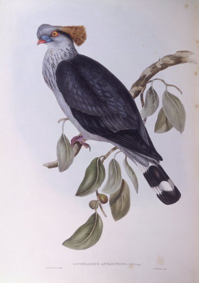 Kuifduif (Lopholaimus antarcticus), gravure door John Gould door John Gould