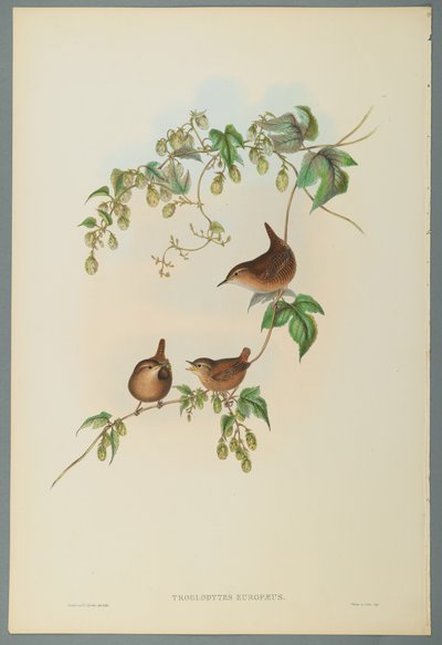 Troglodytes Europaeus - Winterkoning door John Gould