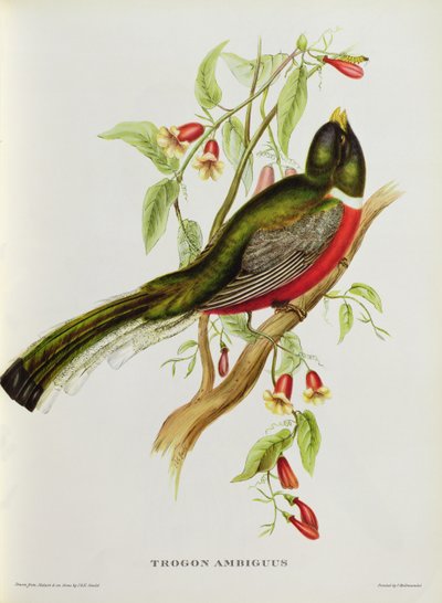 Trogon Ambiguus uit 