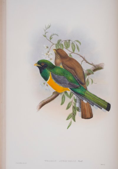 Trogon Atricollis, plaat uit The Birds of Great Britain van John Gould, gepubliceerd 1862-73 door John Gould