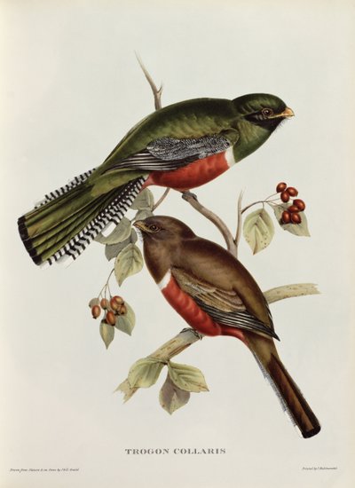 Trogon Collaris uit 