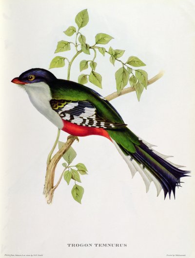 Trogon Temnurus uit 