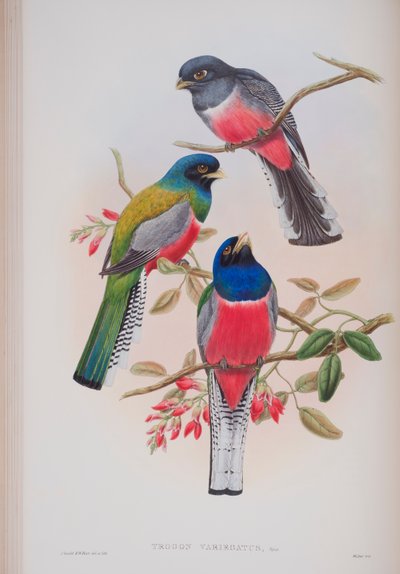 Trogon Variegatus, plaat uit The Birds of Great Britain van John Gould, gepubliceerd 1862-73 door John Gould