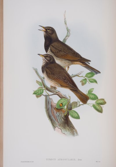 Turdis Atrogularis, plaat uit The Birds of Great Britain door John Gould, uitgegeven 1862-73 door John Gould