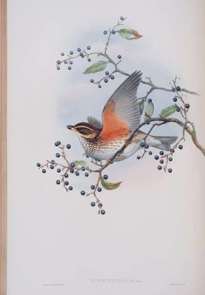 Turdus Illacus, plaat uit The Birds of Great Britain door John Gould, uitgegeven 1862-73 door John Gould