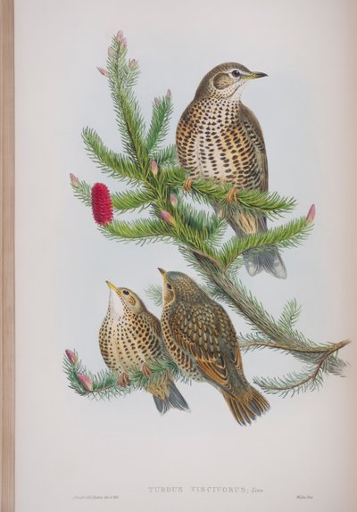Turdus Viscivorus, plaat uit The Birds of Great Britain door John Gould, uitgegeven 1862-73 door John Gould