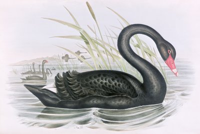 Onbekend Beeld door John Gould