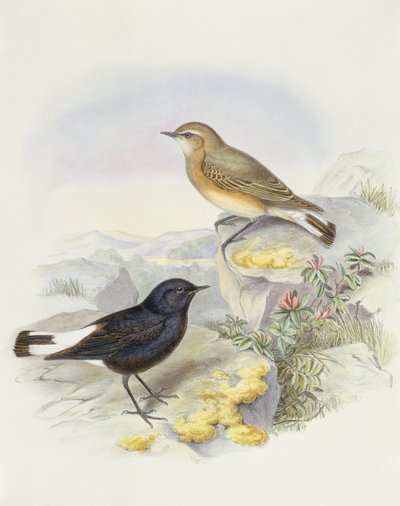 Variabele tapuit (Oenanthe picata), gravure door John Gould door John Gould