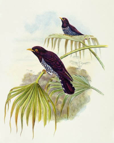 Violette koekoek (Chrysococcyx xanthorhynchus), gravure door John Gould