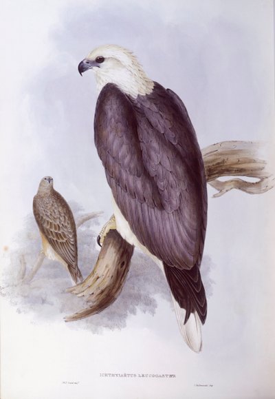 Witbuikzeearend (Haliaeetus leucogaster), gravure door John Gould door John Gould