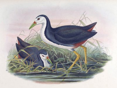 Witborst Waterhoen Amaurornis phoenicurus (Pennant) door John Gould