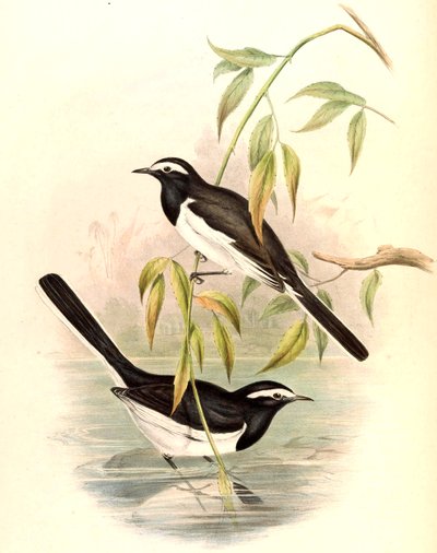 Witte Wagtail (Grote Bonte Wagtail) Motacilla maderaspatensis Gmelin door John Gould
