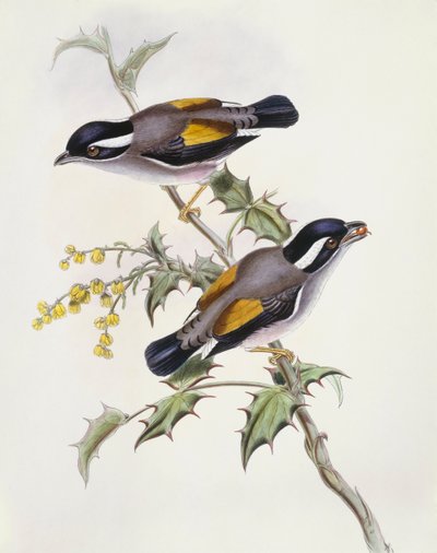 Witbrauwklauwierbabbelaar (Pteruthius flaviscapis), gravure door John Gould