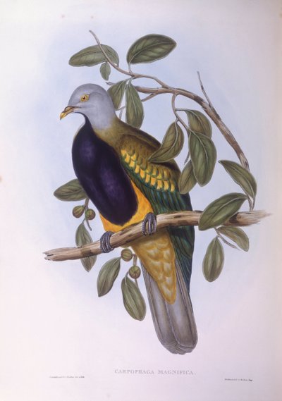 Wompoe Vruchtenduif (Ptilinopus magnificus), Gravure door John Gould door John Gould