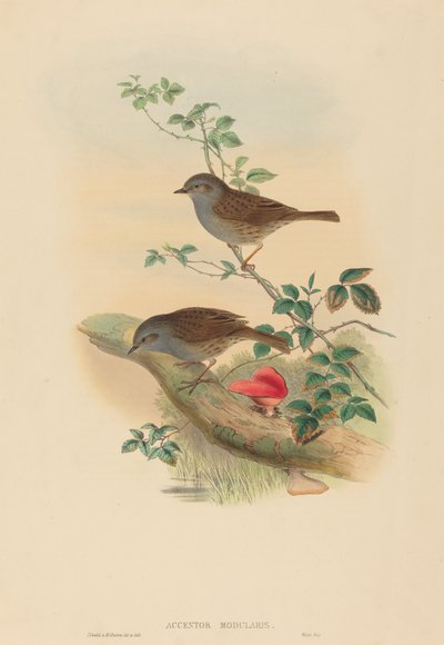 Heggenmus (Accentor modularis) door John Gould and H.C. Richter