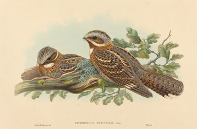 Caprimulgus Ruficollis door John Gould and H.C. Richter