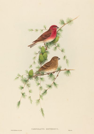 Gewone Roodmus door John Gould and H.C. Richter