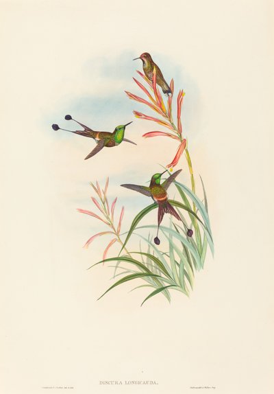 Discura longicauda (Racketstaart) door John Gould and H.C. Richter