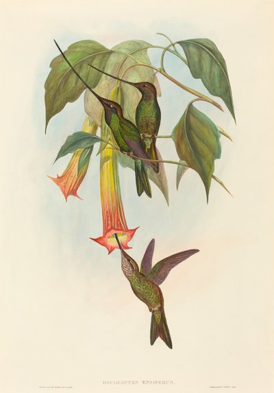 Docimastes ensiferus (zwaardkolibrie) door John Gould and H.C. Richter