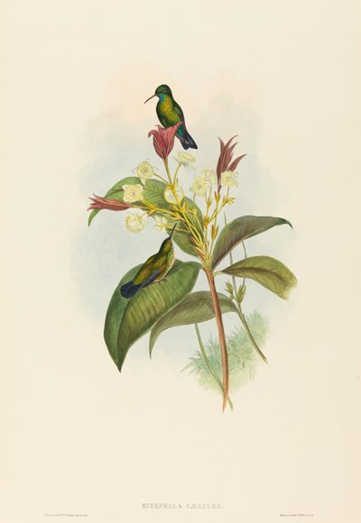 Blauwkin saffier door John Gould and H.C. Richter