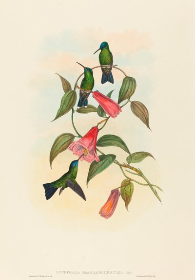 Eucephala smaragdocaerulea (Gould