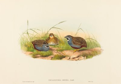 Excalftoria minima (Blauwborstkwartel) door John Gould and H.C. Richter