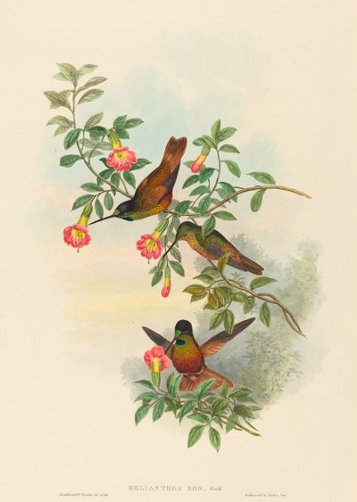 Helianthea eos (Gouden sterfrontlet) door John Gould and H.C. Richter