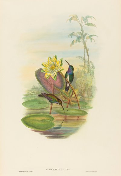 Hylocharis lactea (Saffierborst Smaragd) door John Gould and H.C. Richter