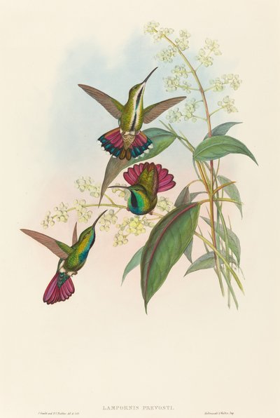 Lampornis prevosti door John Gould and H.C. Richter