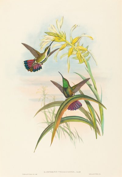 Lampornis veraguensis (Veraguan Mango) door John Gould and H.C. Richter