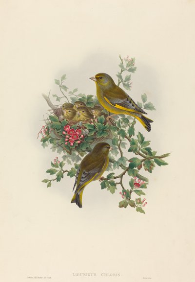 Ligurinus chloris (Groenling) door John Gould and H.C. Richter