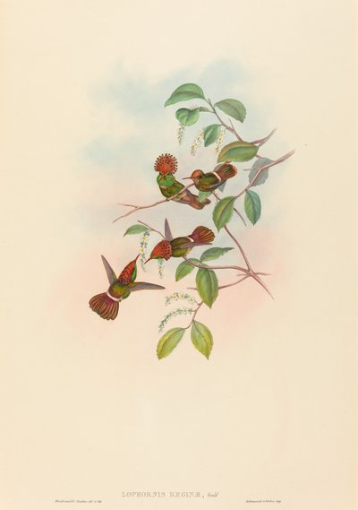 Lophornas reginae (Spangled Coquette) door John Gould and H.C. Richter