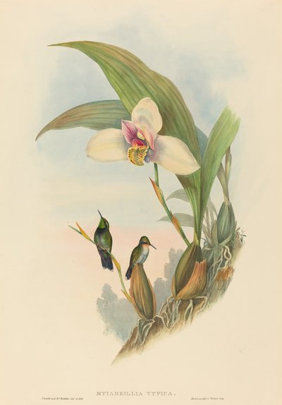 Myiabeillia typica (Abeille