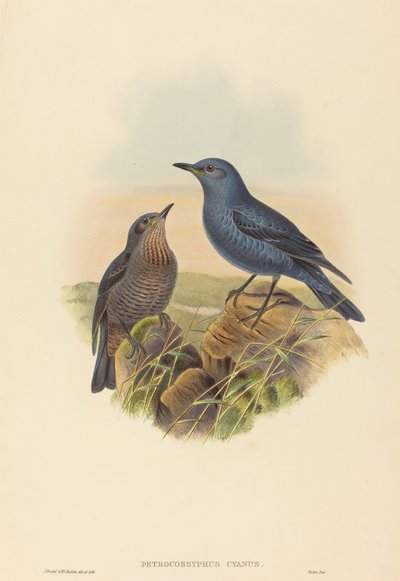 Blauwe Rotslijster door John Gould and H.C. Richter
